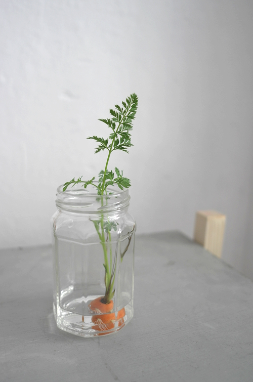 Carrot plant from top | Mimimou